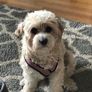 Meet your Posher, Ryan